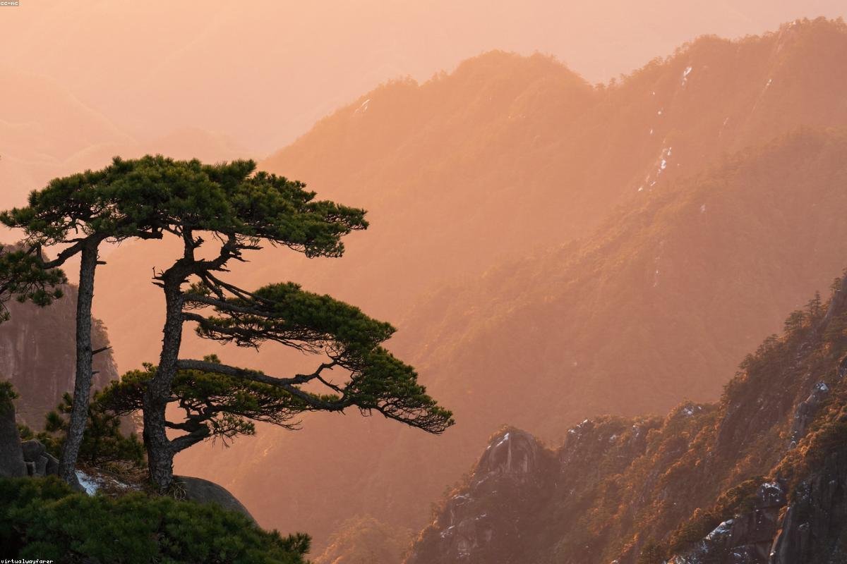 黄山迎客松