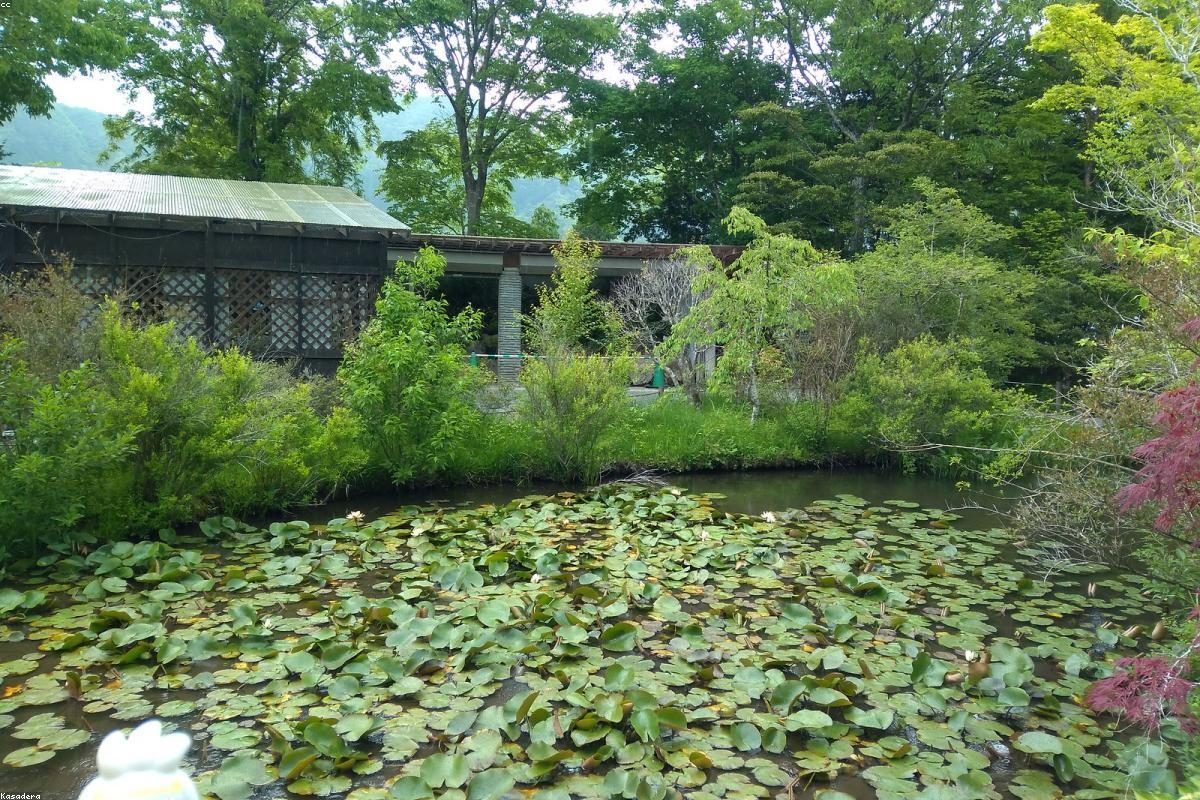 Hakone In-Depth Travel Guide: Yama to Yu Fun + FAQ