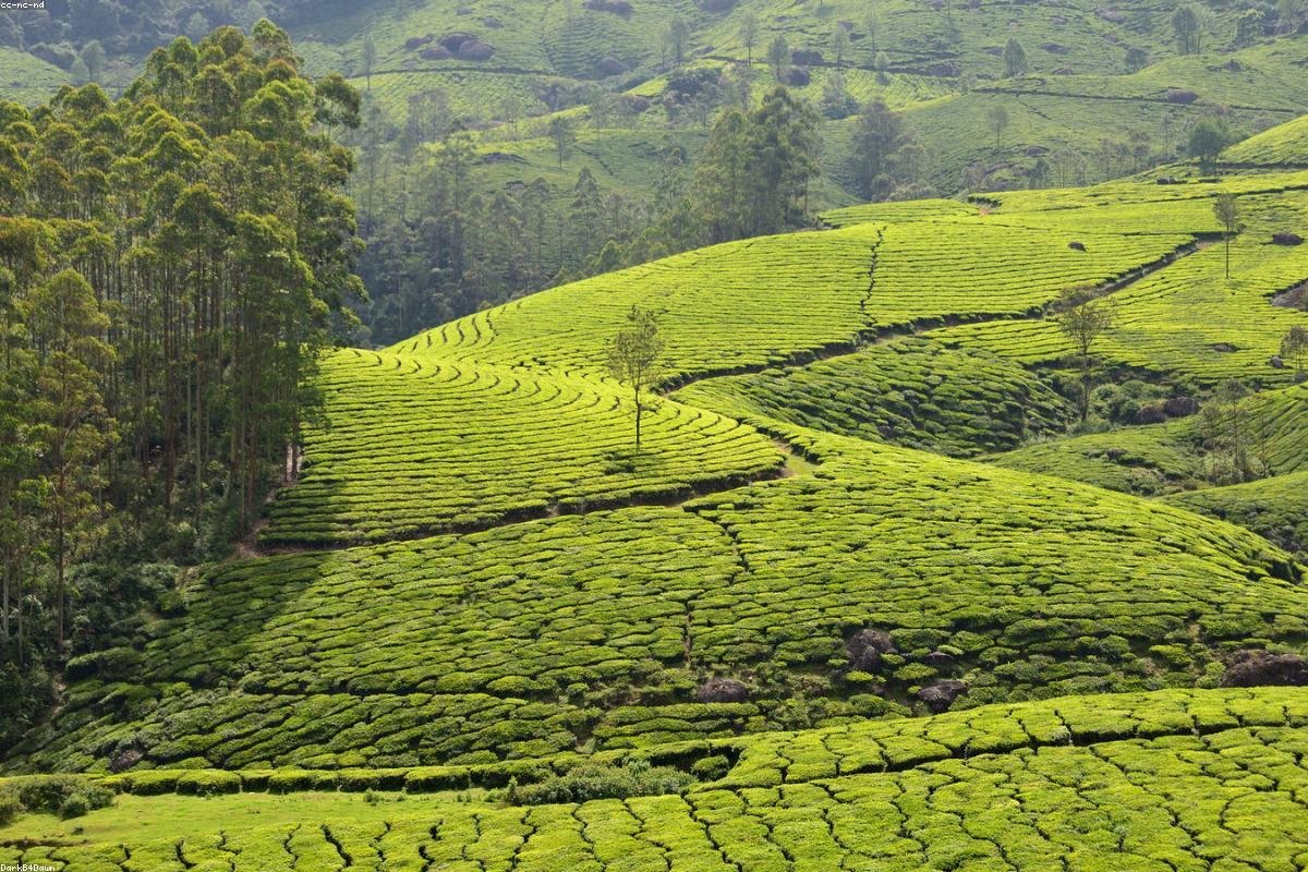 Darjeeling Tea Plantation