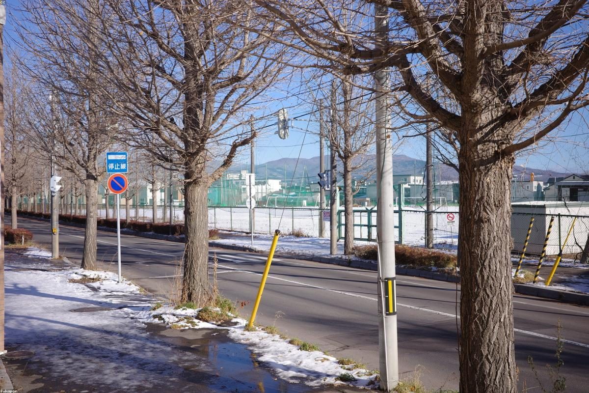 Hakodate In-Depth Travel Complete Guide: Mountain and Early Morning Activities + FAQ
