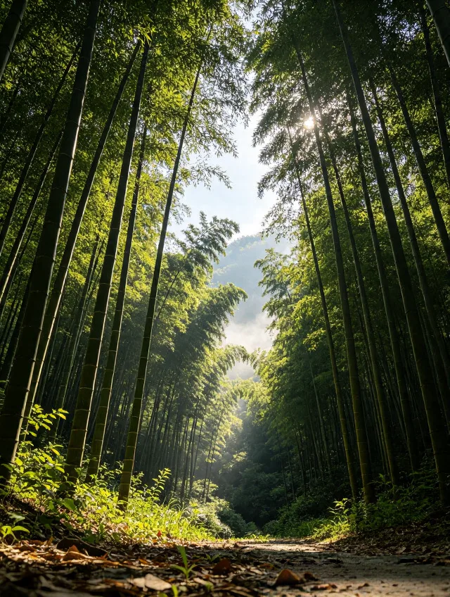 8月8日莫干山实况 图片 7
