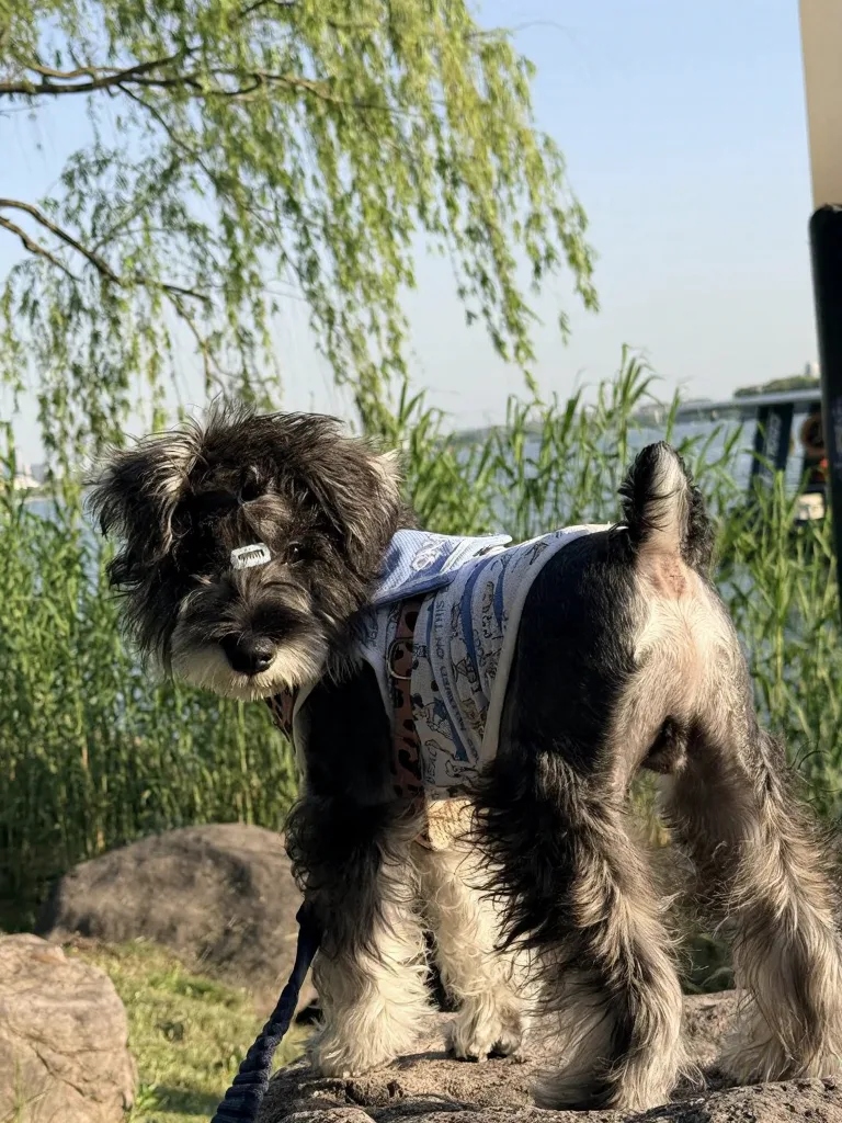 小狗爽玩苏州!下次还来!! 图片 4