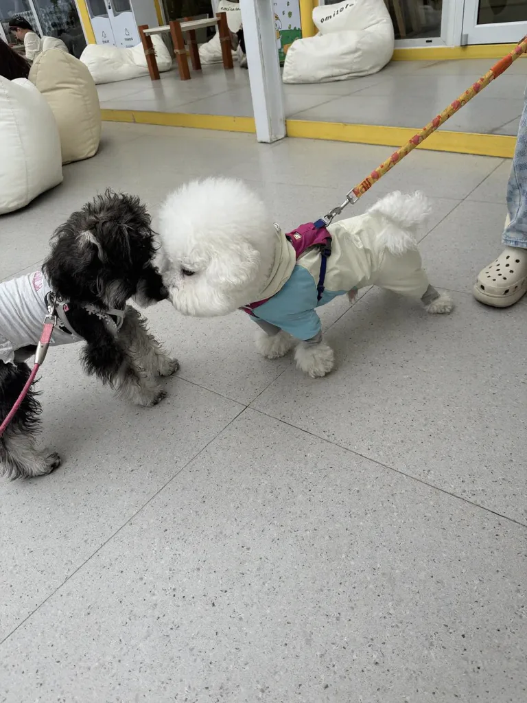 小狗爽玩苏州!下次还来!! 图片 12