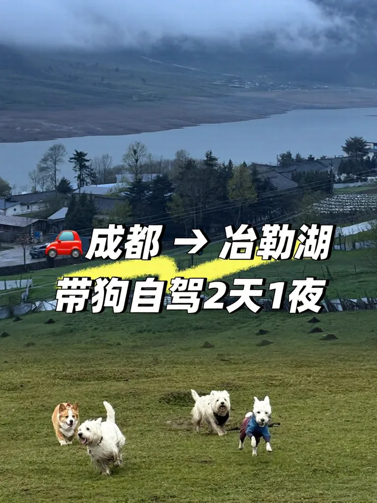 冶勒湖🌧️原来快乐不是天气给的，是小狗给的