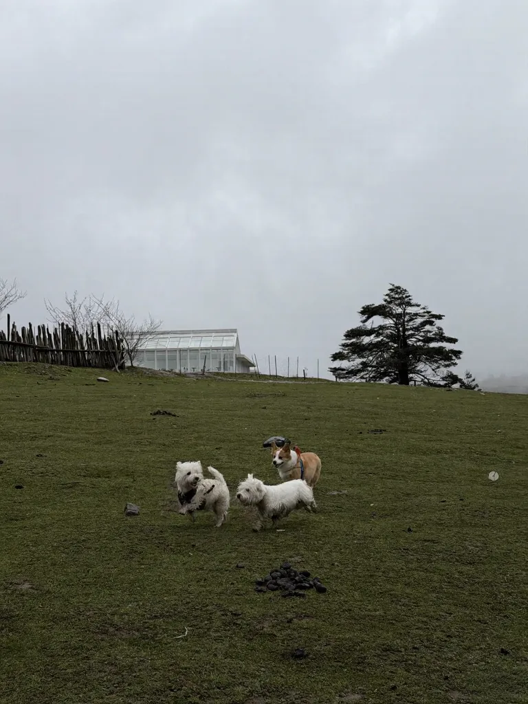 冶勒湖🌧️原来快乐不是天气给的，是小狗给的 图片 9