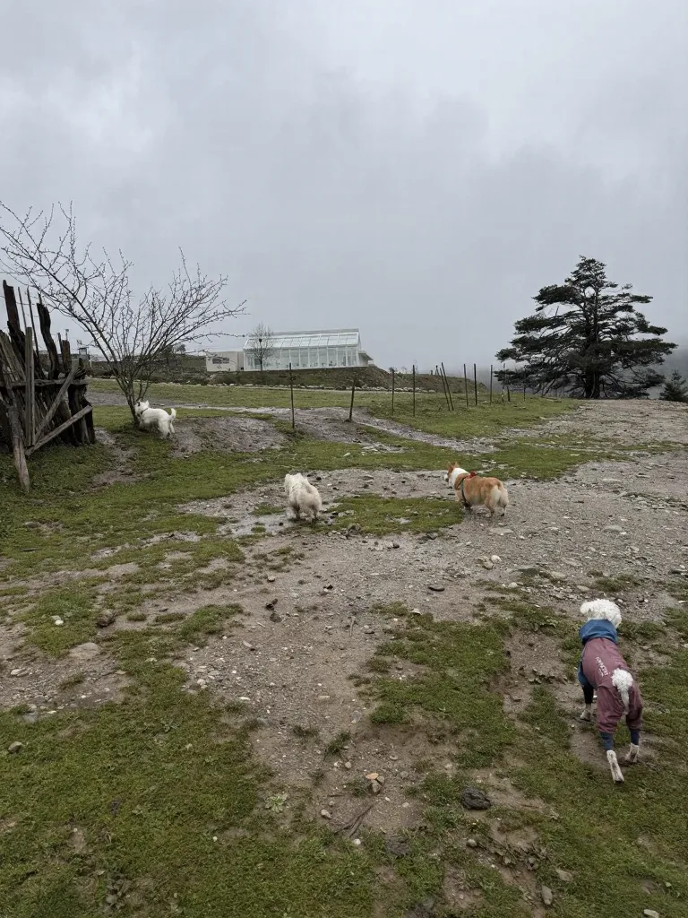 冶勒湖🌧️原来快乐不是天气给的，是小狗给的 图片 10