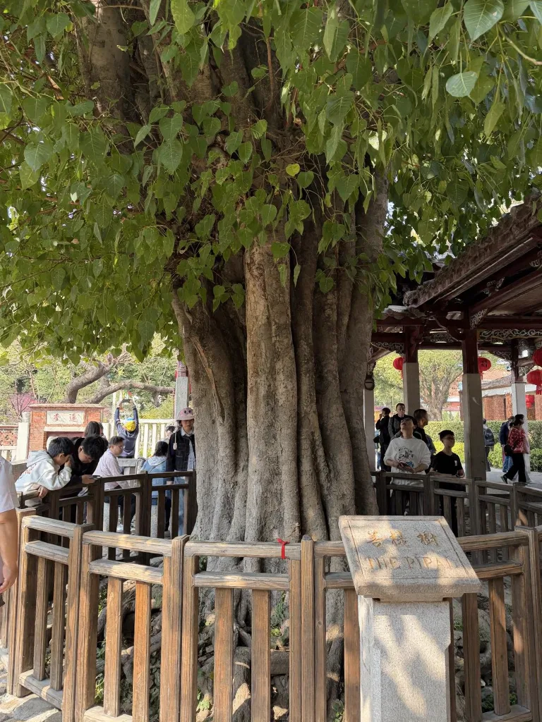 泉州|跟着老李的播客逛开元寺 图片 11