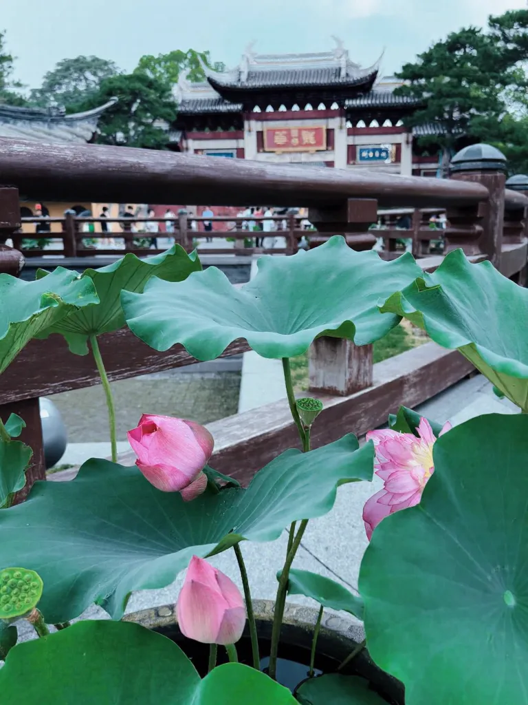 观音成道日的龙华寺,真的太特别了 图片 12