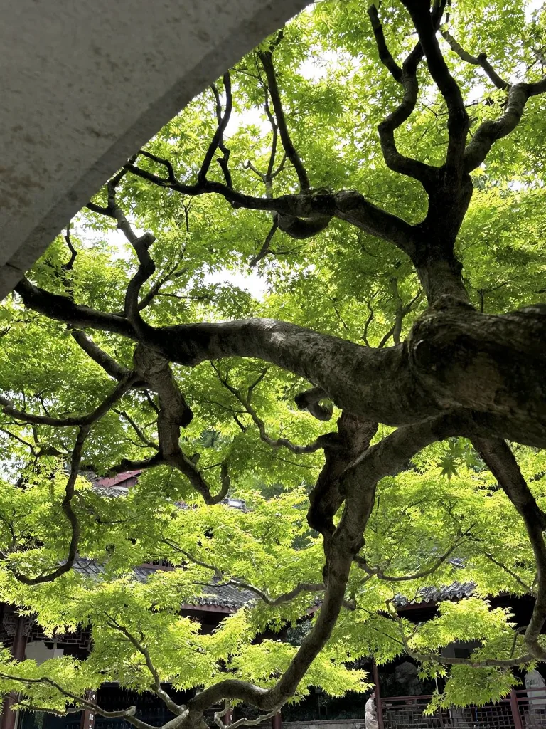 杭州就是个巨型绿色能量场,能量低的都来走走! 图片 4