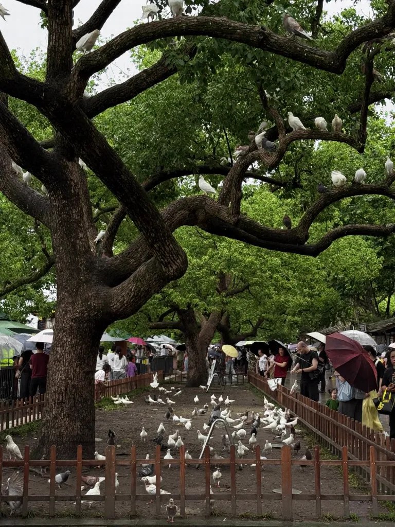 淡人12h杭州环西湖Citywalk路线🌿 图片 8