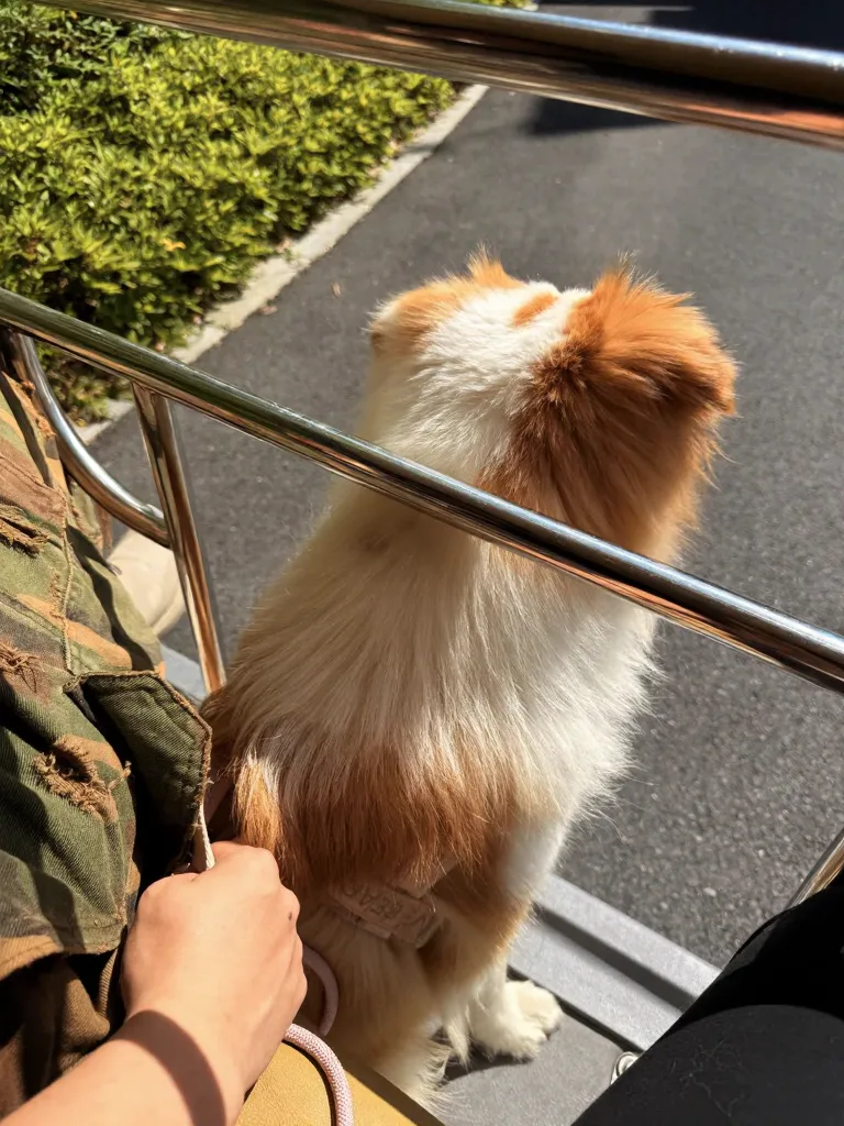 感谢每个宠物友好景点和酒店!莫干山 图片 3