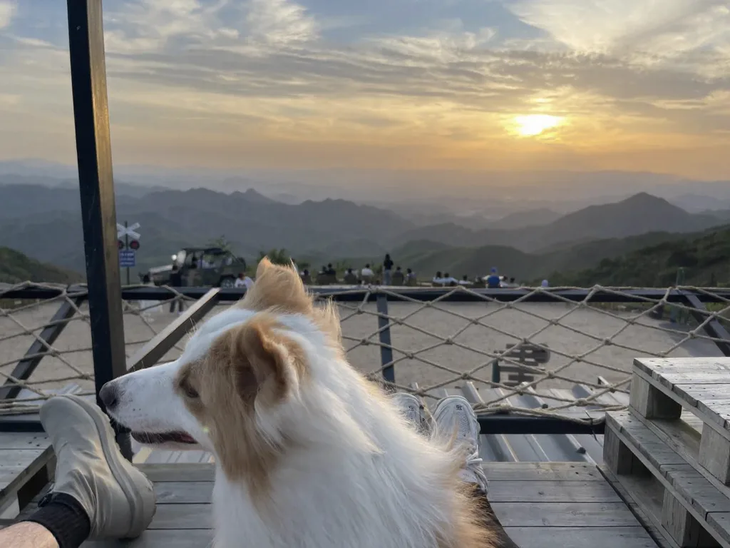 感谢每个宠物友好景点和酒店!莫干山 图片 10