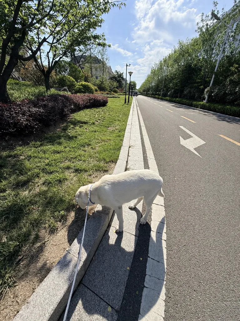 带狗自驾日照真实体验