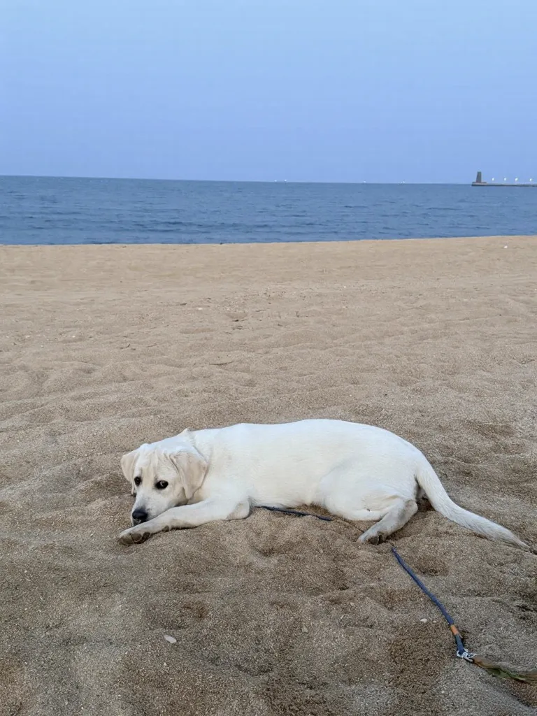 带狗自驾日照真实体验 图片 7
