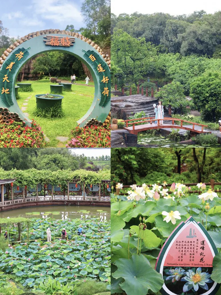 陪老妈祈福,却闯入了荷花仙境🪷 图片 2
