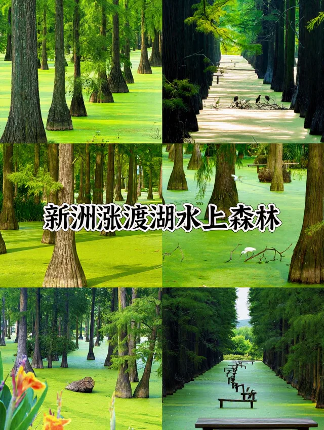 武汉自驾2h✨躺平式遛娃宝地，不爬山不费妈 图片 3