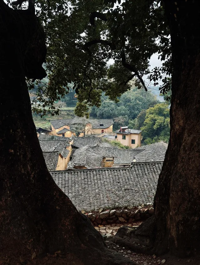 松阳 Solo Trip 实录｜一个人旅行真会上瘾💗