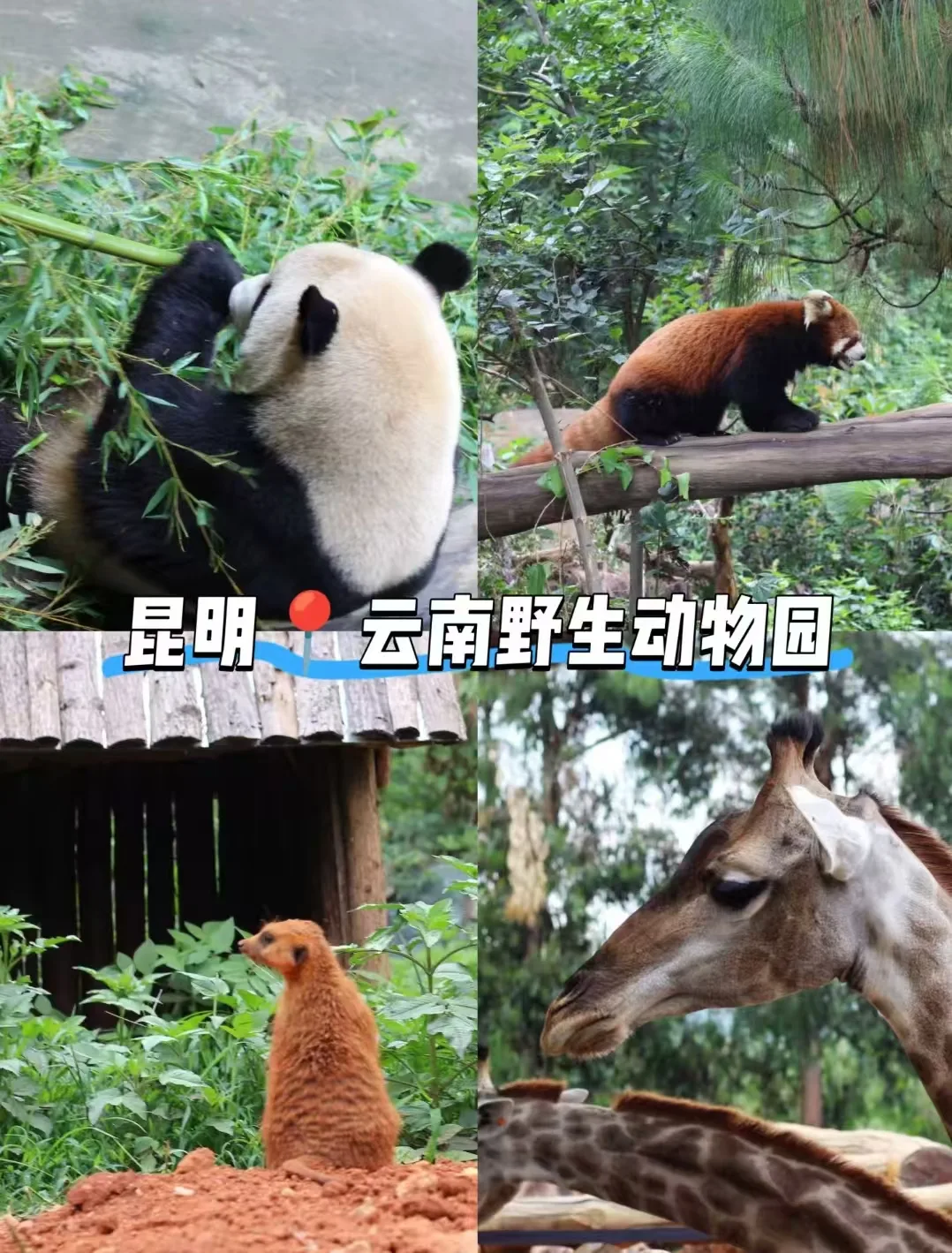 春城遛娃不赶路:昆明暑假亲子游全攻略 图片 3