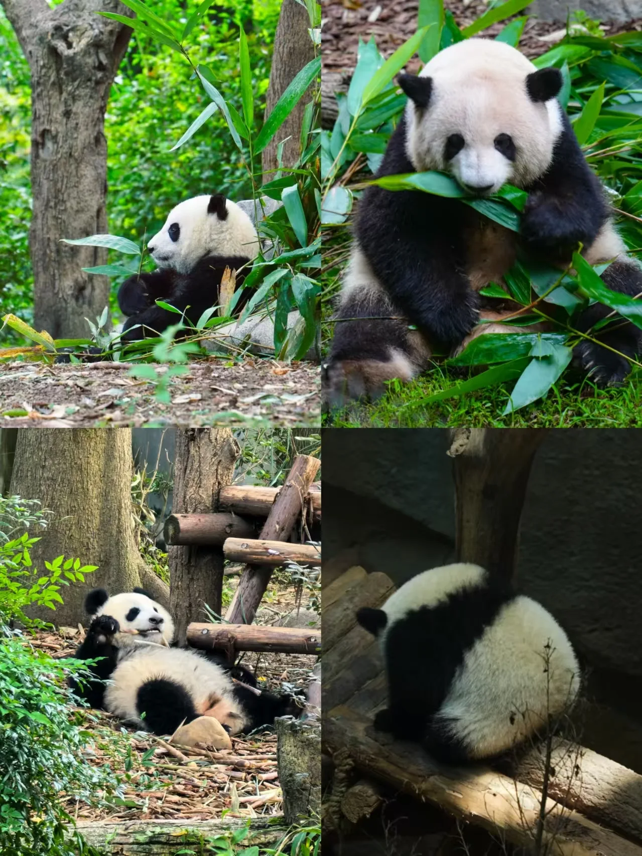 中秋成都反向旅游攻略，避开人流感受蓉城慢烟火 图片 2
