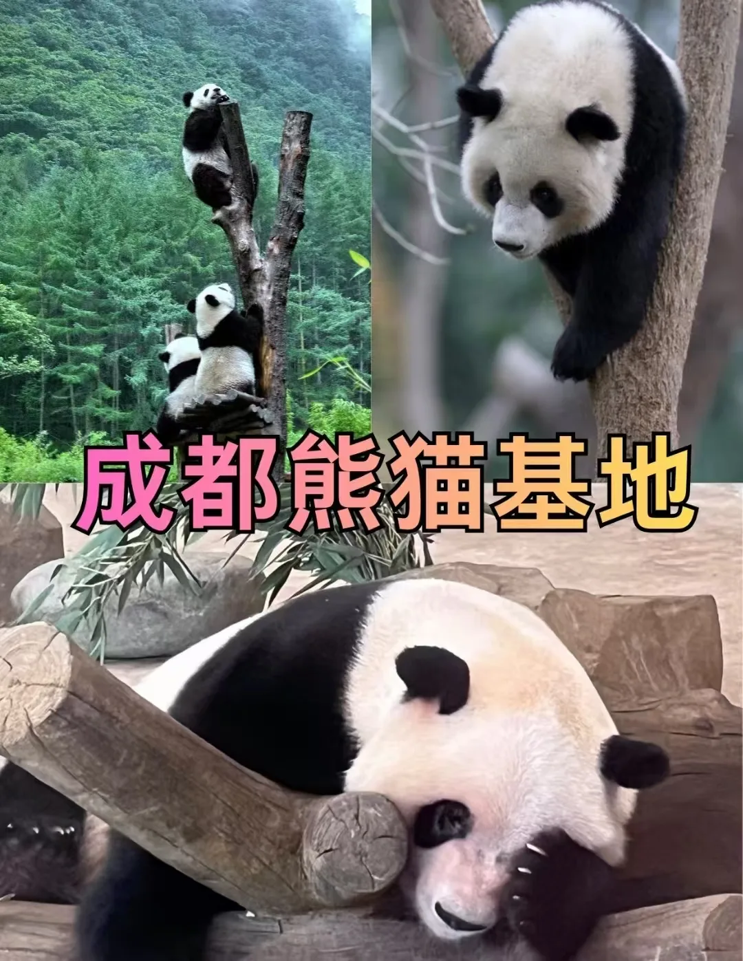 中秋成都，在满城桂花香里过三天慢生活 图片 2