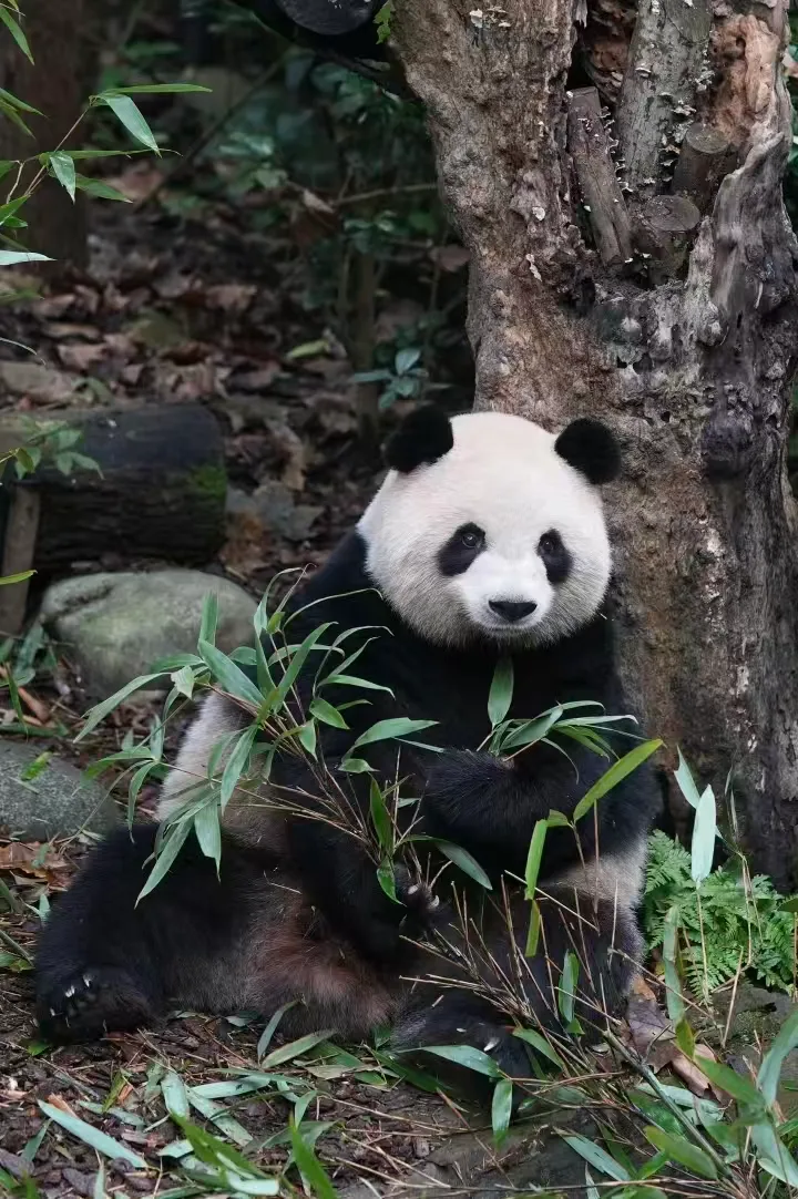 中秋成都旅行攻略，解锁蓉城人少景美的烟火与诗意