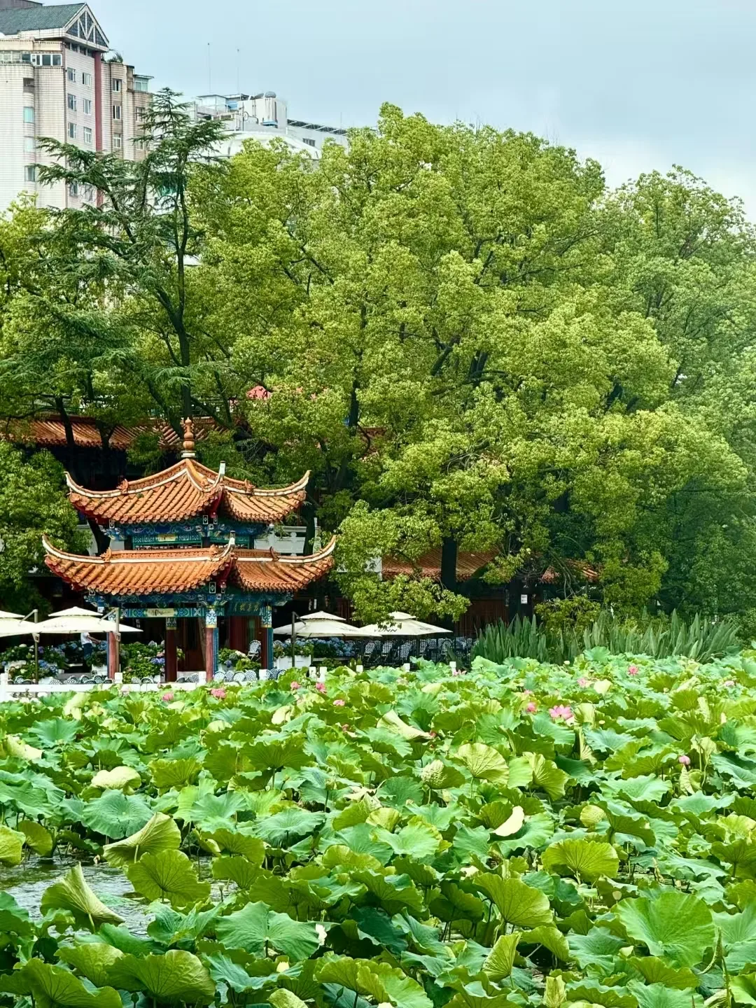 暑假旅游地推荐:昆明错峰遛娃三天怎么玩?+FAQ 图片 8