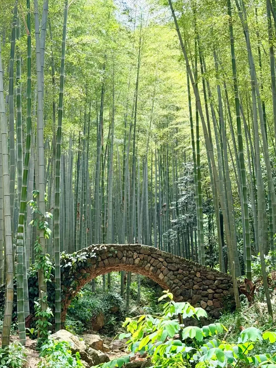 暑期宜兴竹海避暑攻略,躲进万亩竹海享清凉+FAQ 图片 7