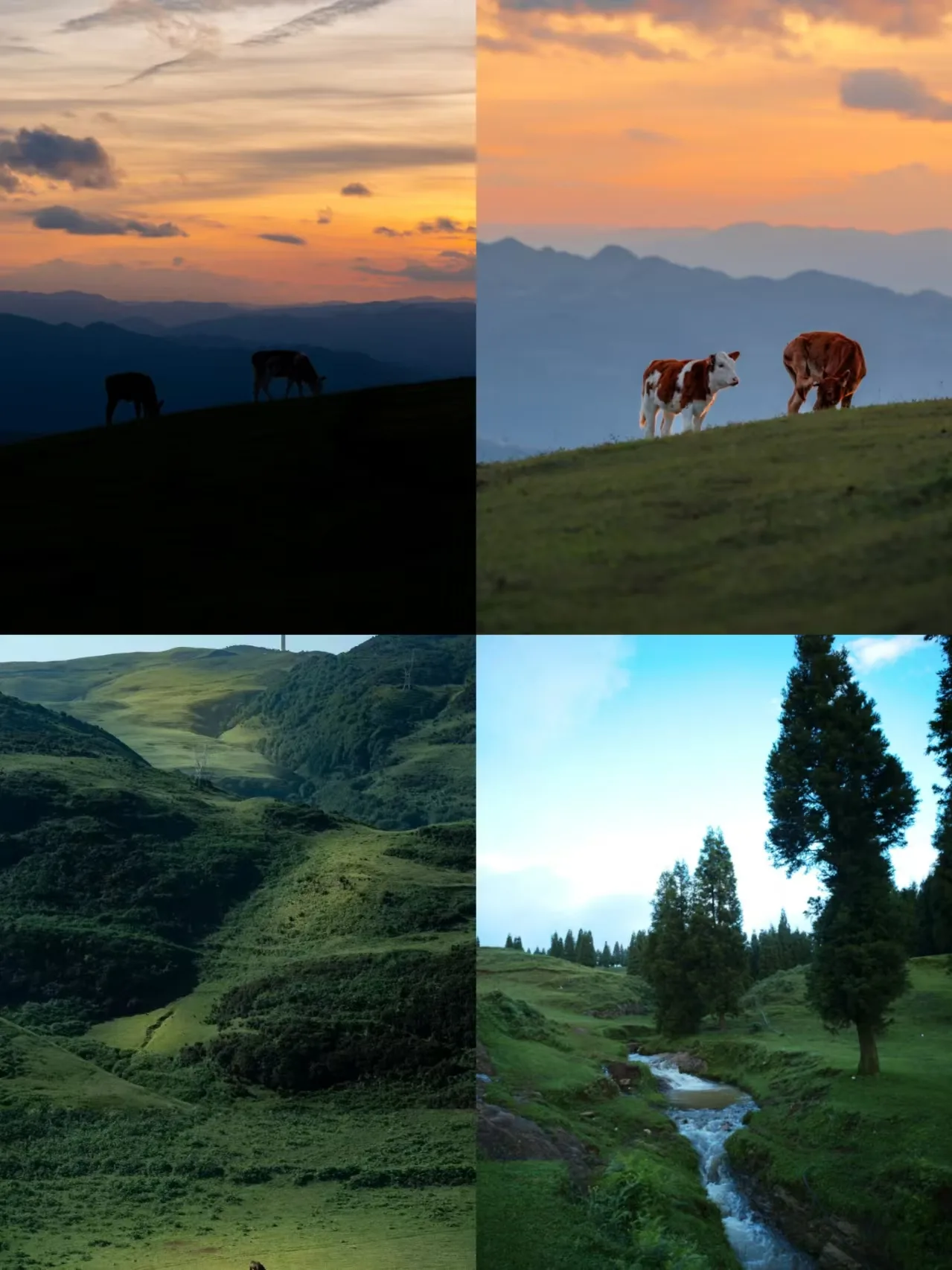 Why Reverse Travel Became a Viral Hit in Liupanshui, the Summer Resort in August? + FAQ Image 2