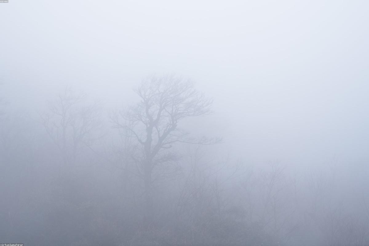 The primeval fir forests and alpine meadows of Shennongjia