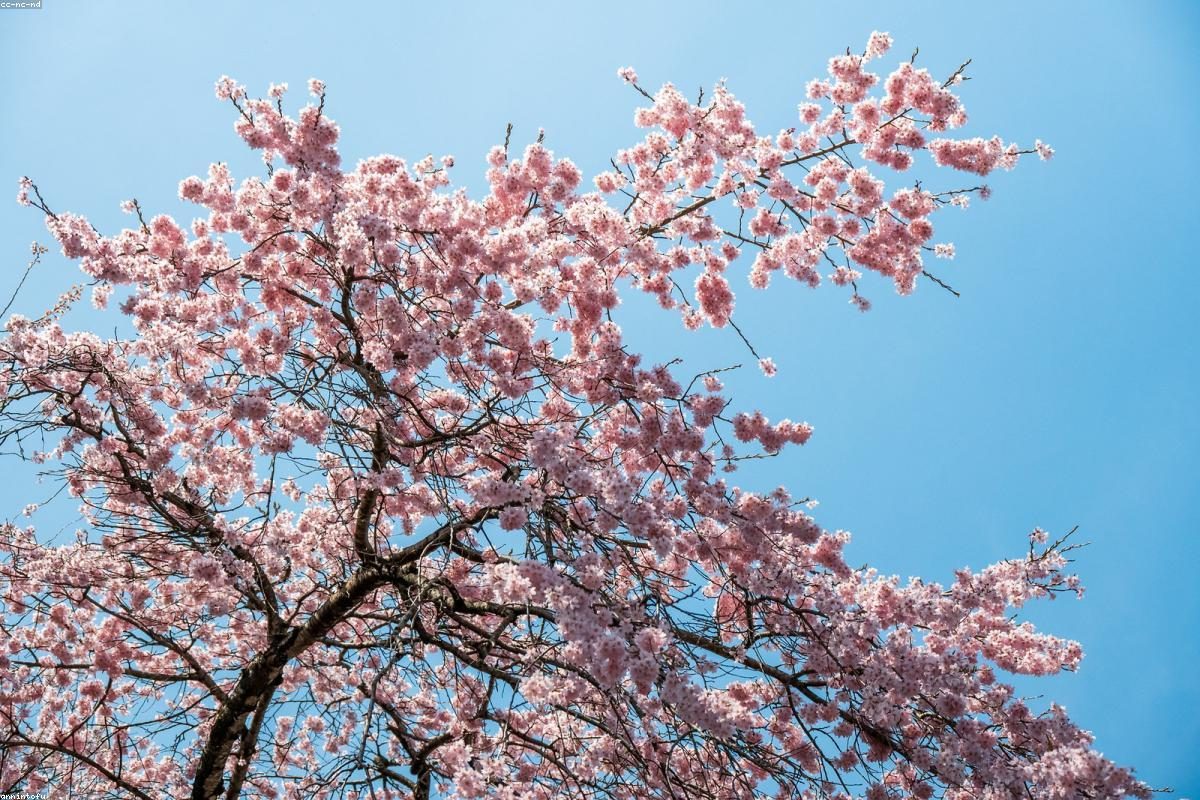 Sendai In-Depth Travel Guide: City and Waterfall Activities + FAQ