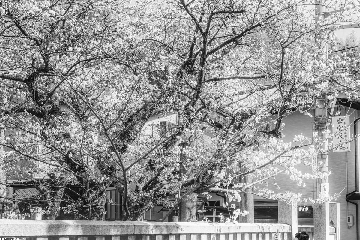 Complete Guide to In-Depth Travel in Kanazawa: Courtyard and Street Activities + FAQ