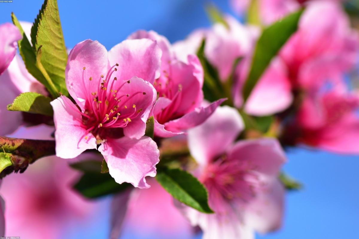 Peach blossoms in Nyingchi and Namcha Barwa peak