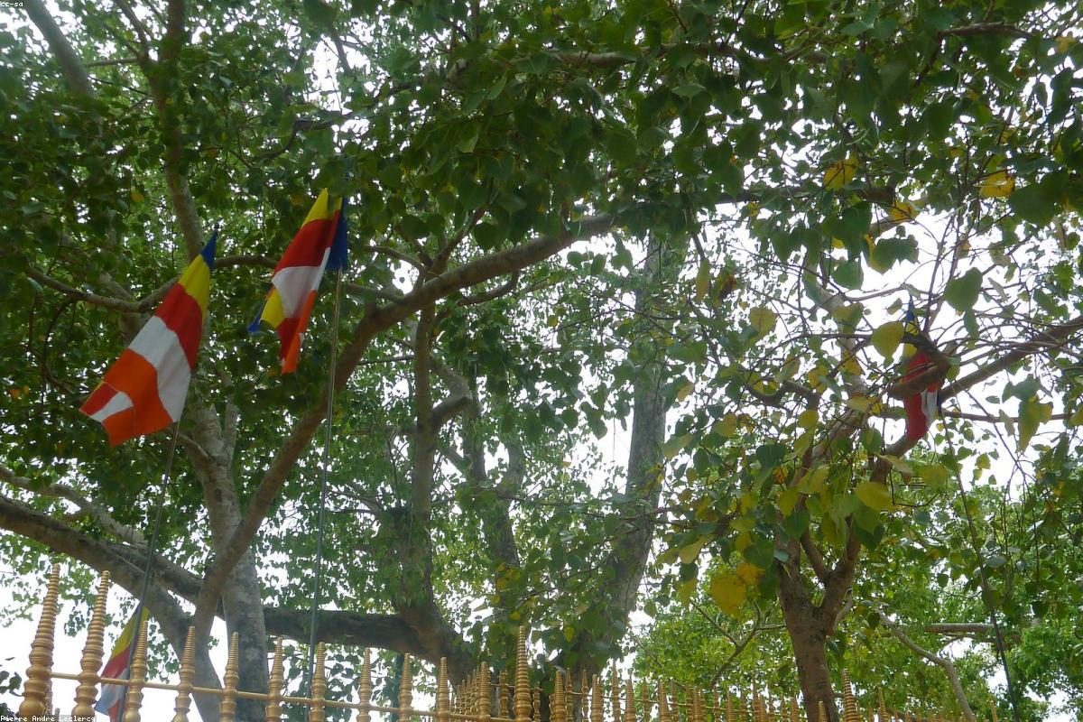 Anuradhapura In-depth Travel Guide: Tower and Lake Activities + FAQ