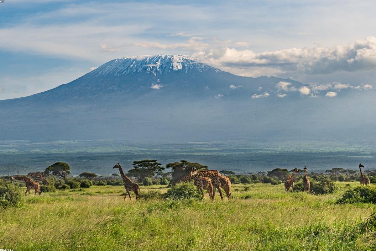 Kilimanjaro