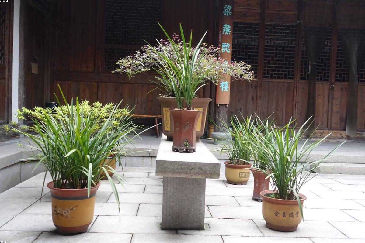 Wenzhou In-depth Travel Complete Guide: Jiang Yu Yu Activities + FAQ