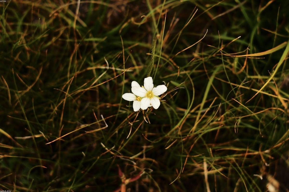Zhaosu Zhaosu rapeseed flowers