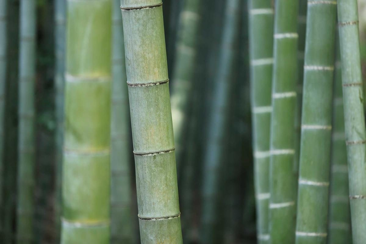 卡萨布兰卡深度旅行全攻略：寺与港玩法+FAQ