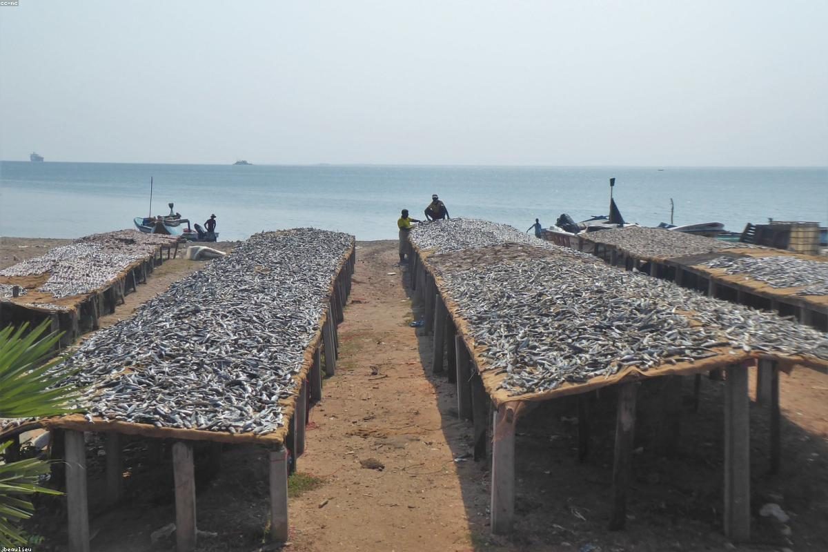 Trincomalee In-depth Travel Guide: Bay and Whale Activities + FAQ