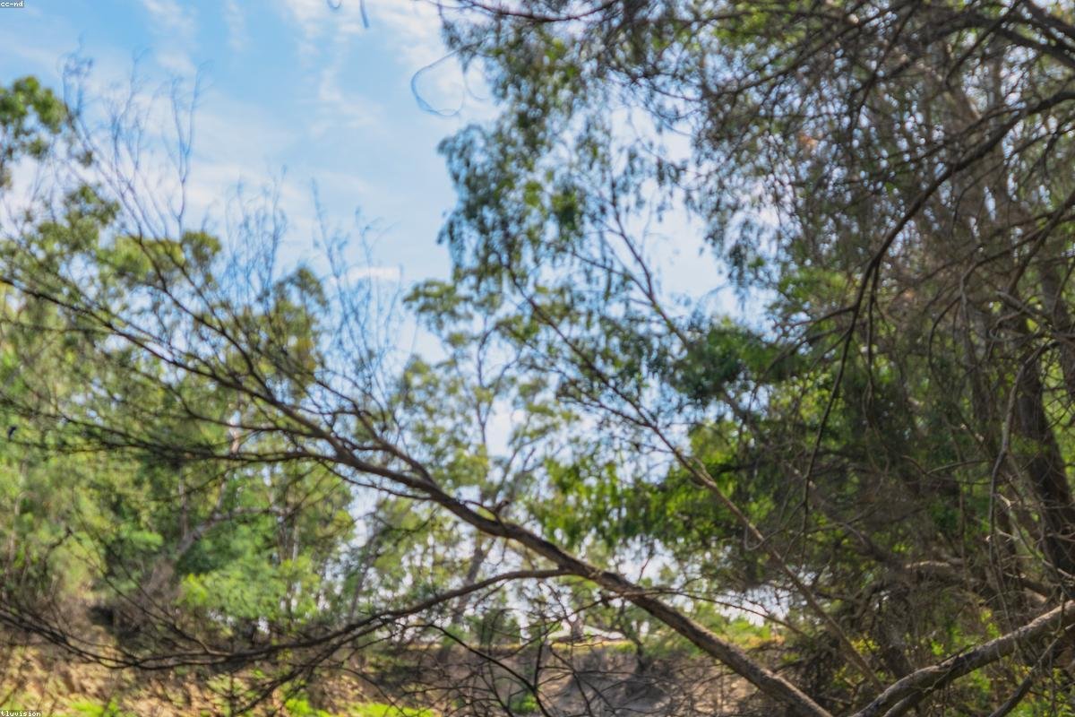 Ili's Xinghuagou and Tianshan grasslands