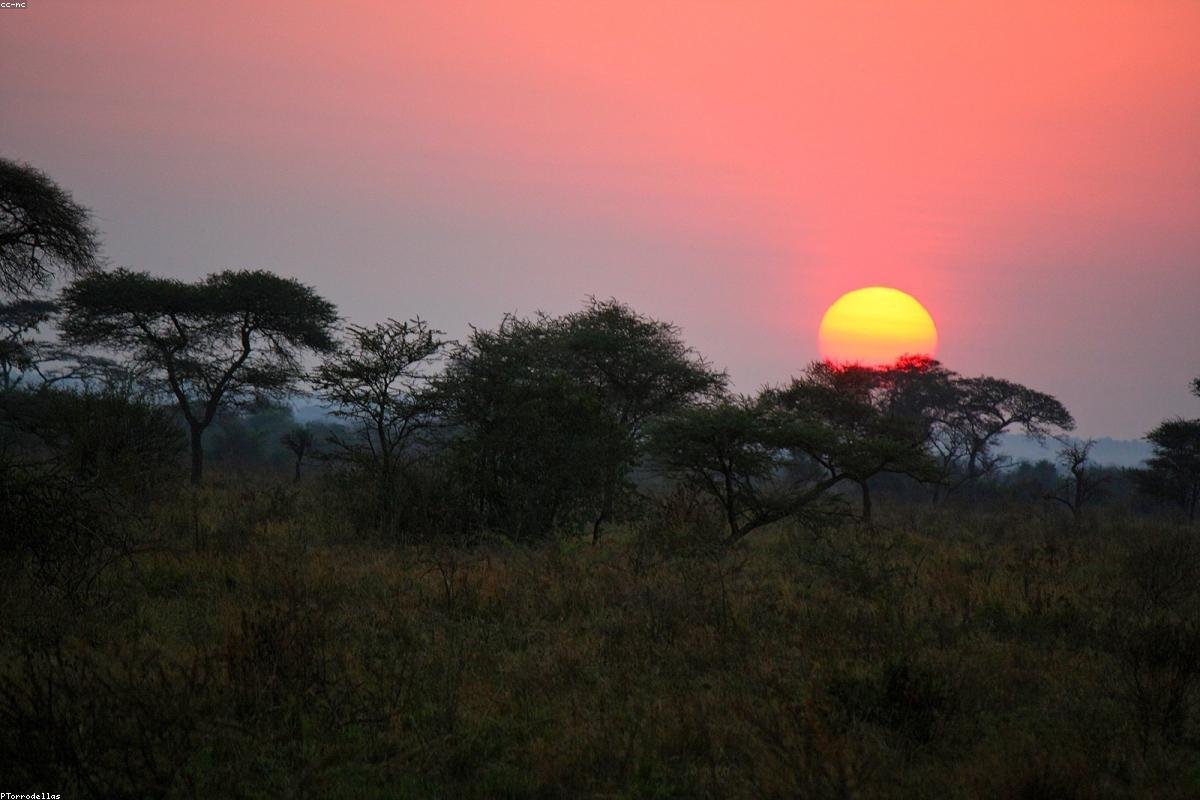 Serengeti grasslands