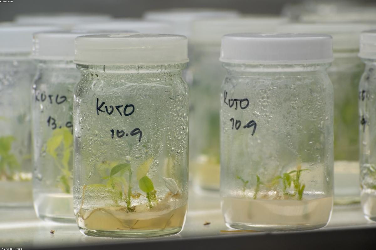 Vientiane In-Depth Travel Complete Guide: Tower and River Gameplay + FAQ