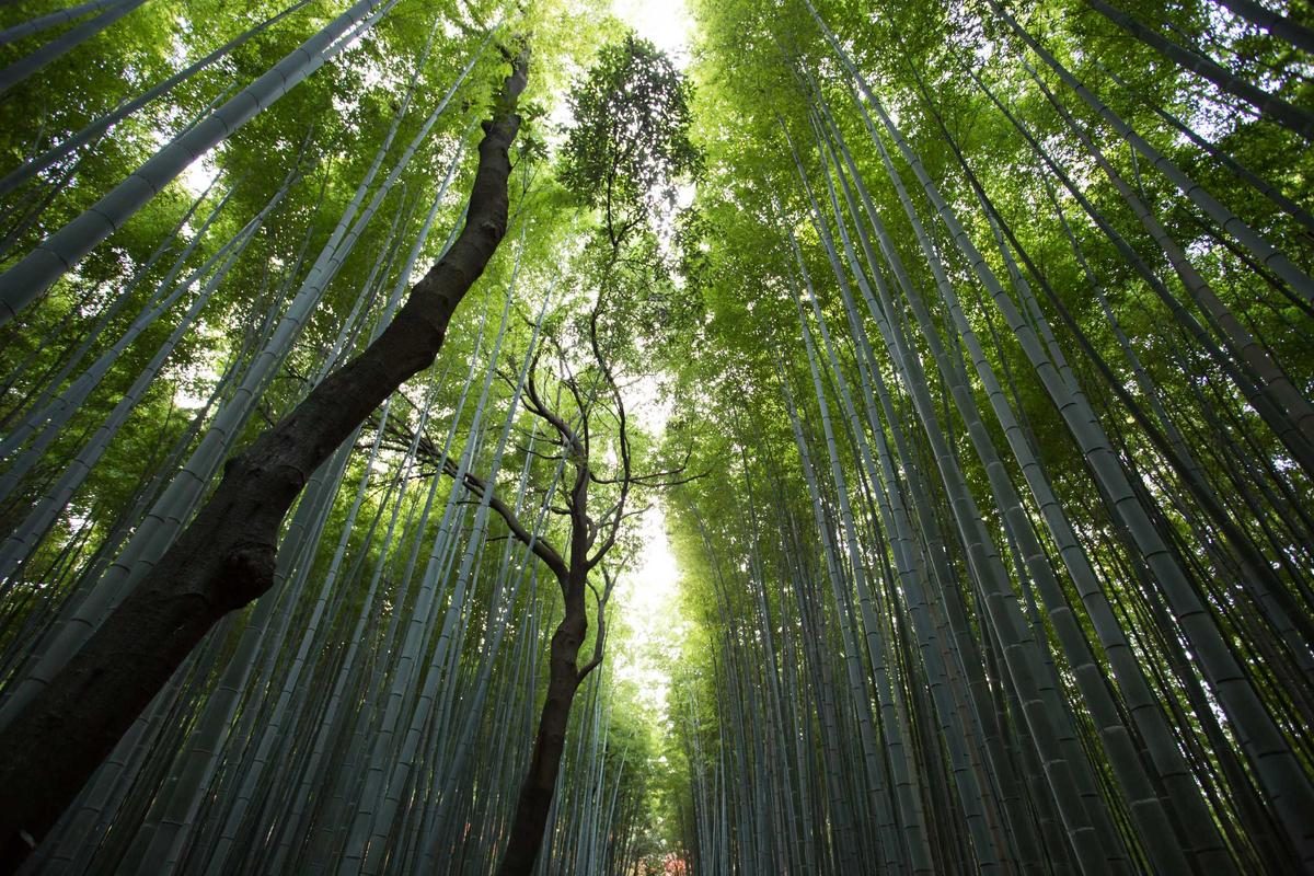 科克斯巴扎深度旅行全攻略：滩与寺玩法+FAQ