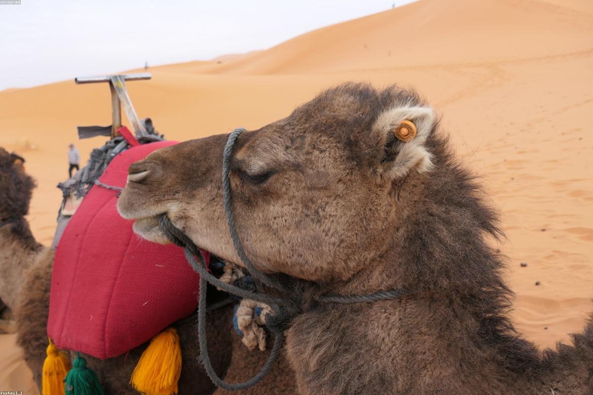 Morocco's Sahara Desert dunes and camels