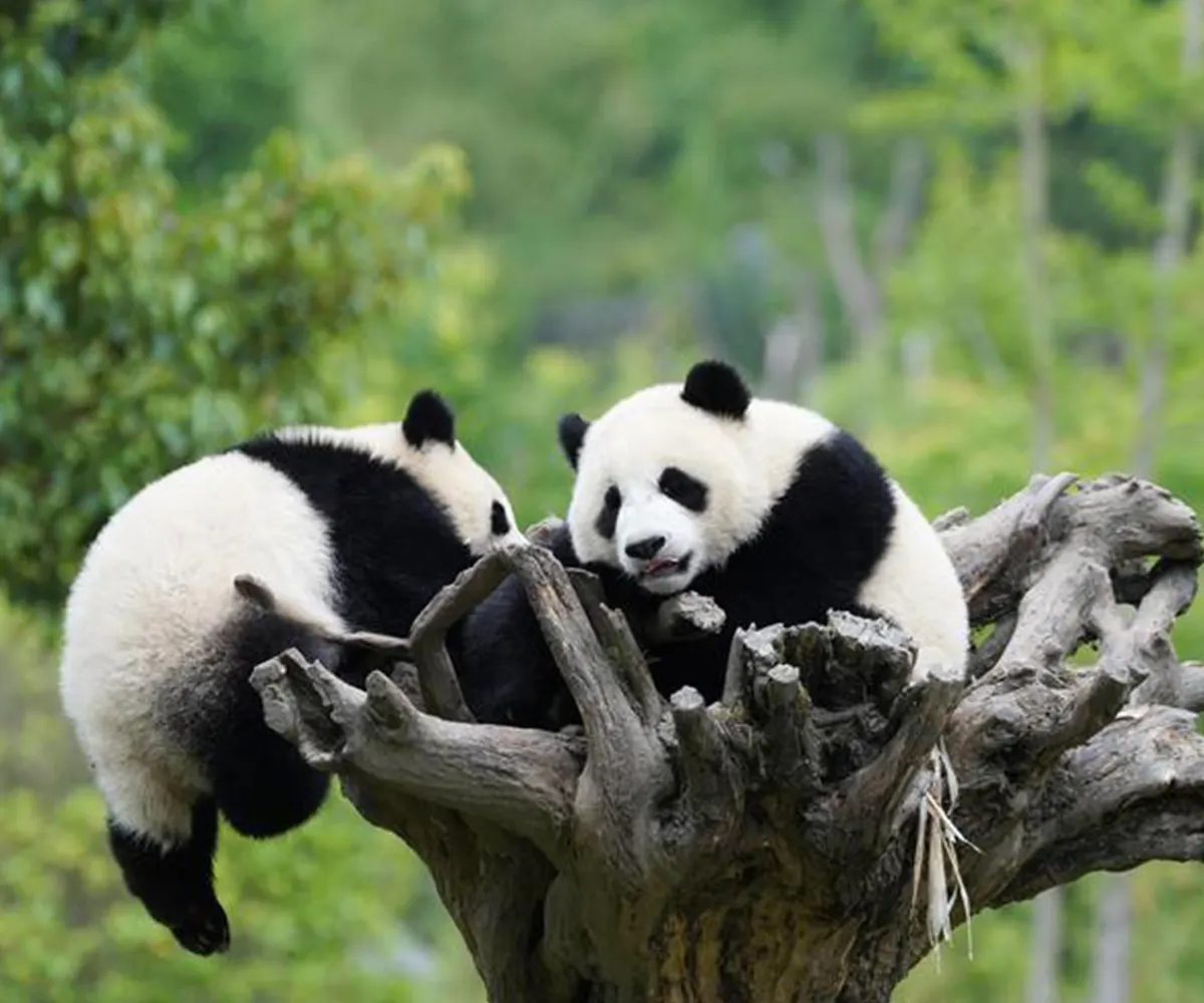 Two Weeks Touring China: Leaving Contrast in a Journey