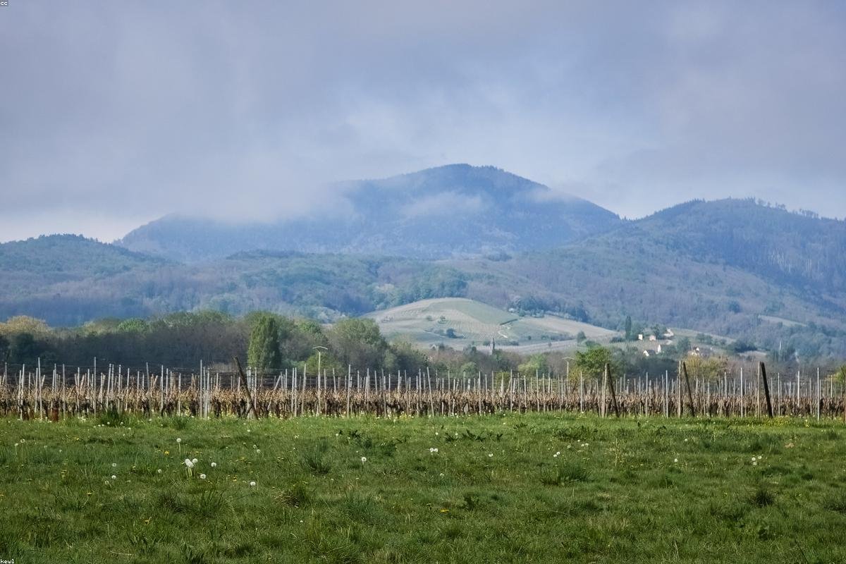 Shangri-La meadows and distant snow-capped mountains