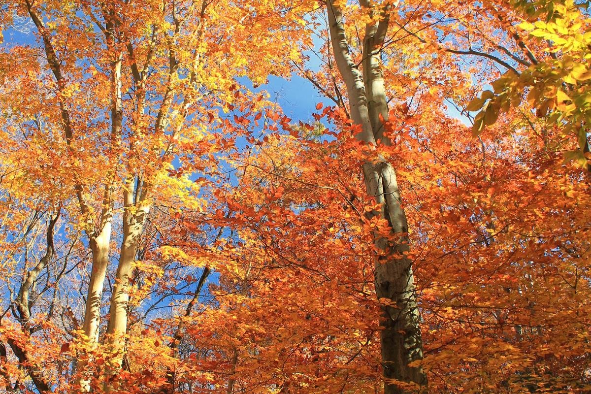 Arxan autumn forest sea and volcanic Tianchi