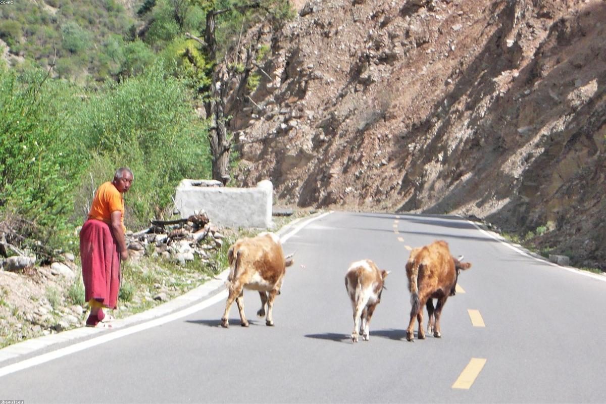 Litang In-Depth Travel Guide: Gaocheng and Temple Activities + FAQ