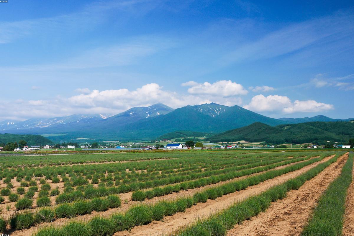 北海道紫色薰衣草花田与远山
