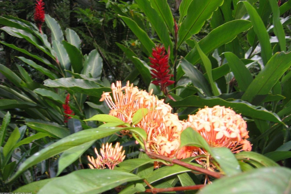 Tropical plants of Xishuangbanna and Dai bamboo houses