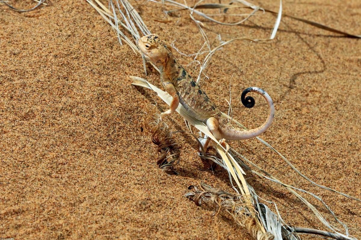 Badain Jaran In-Depth Travel Guide: Sand Mountains and Lakes + FAQ